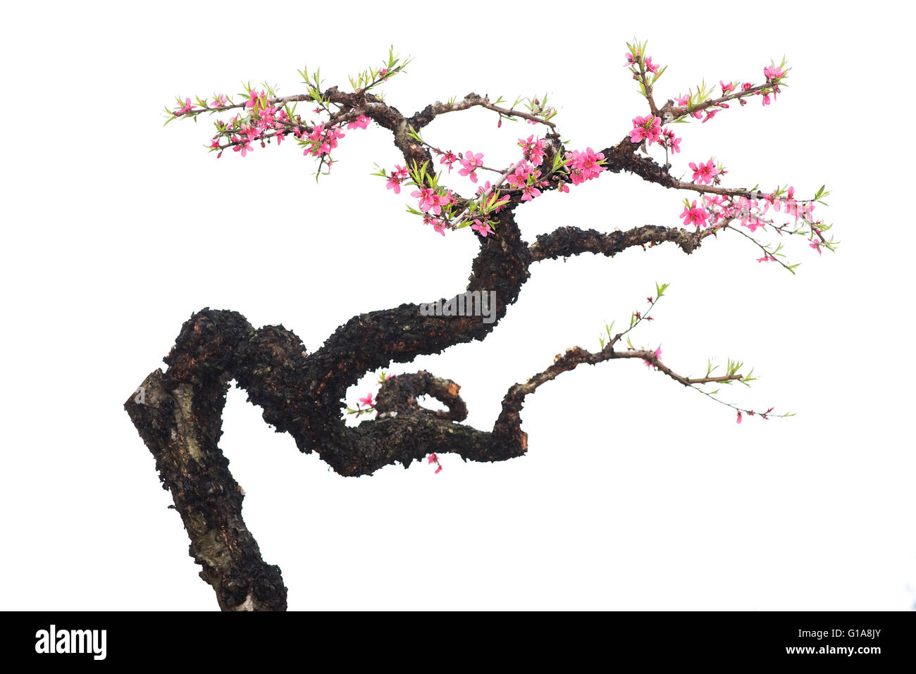pink blossoms Stock Photo