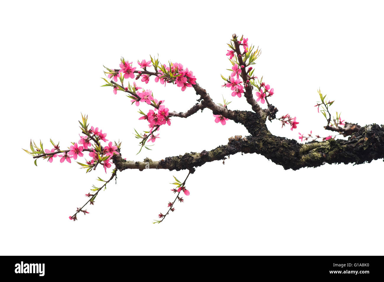 pink blossoms Stock Photo
