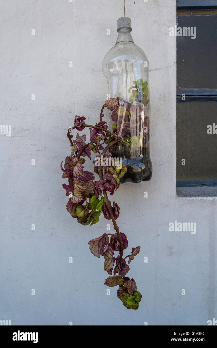 Recycled plant container, San Telmo, Buenos Aires, Argentina Stock Photo