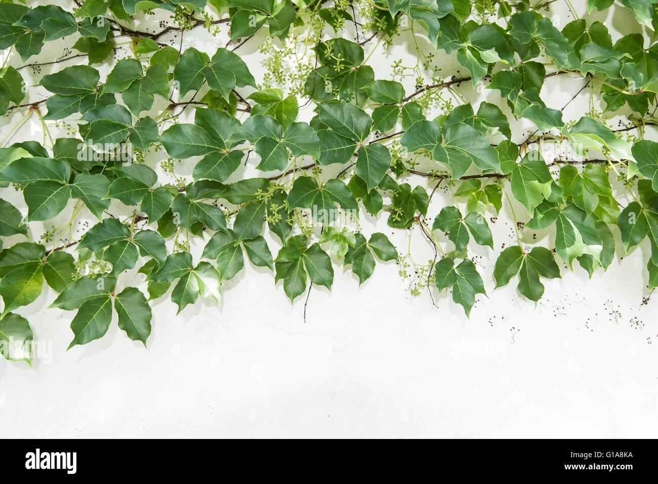 ivy leaves isolated on a white background Stock Photo - Alamy