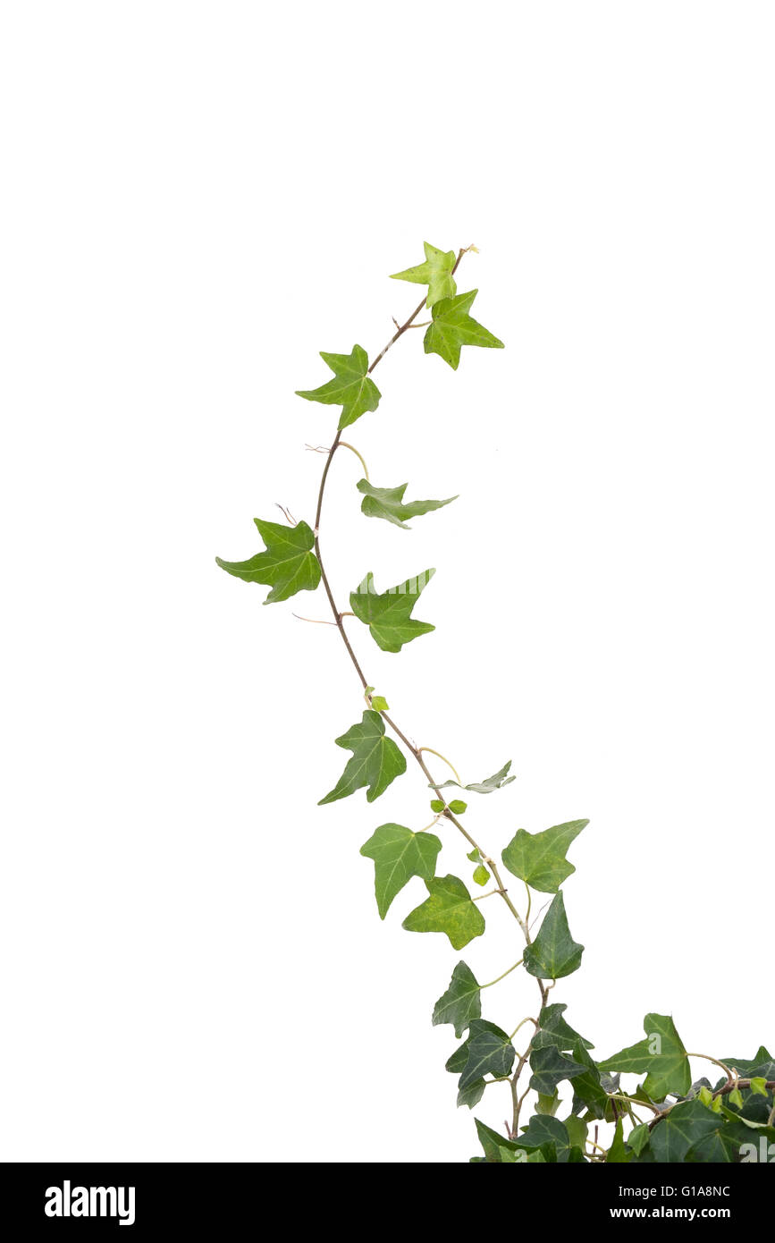 ivy leaves isolated on a white background Stock Photo - Alamy