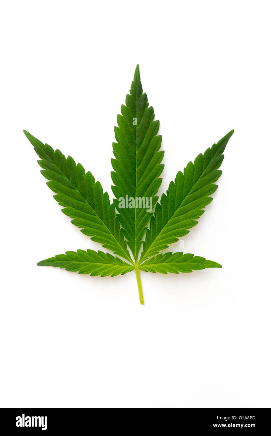 Cannabis sativa plant leaf on white background Stock Photo