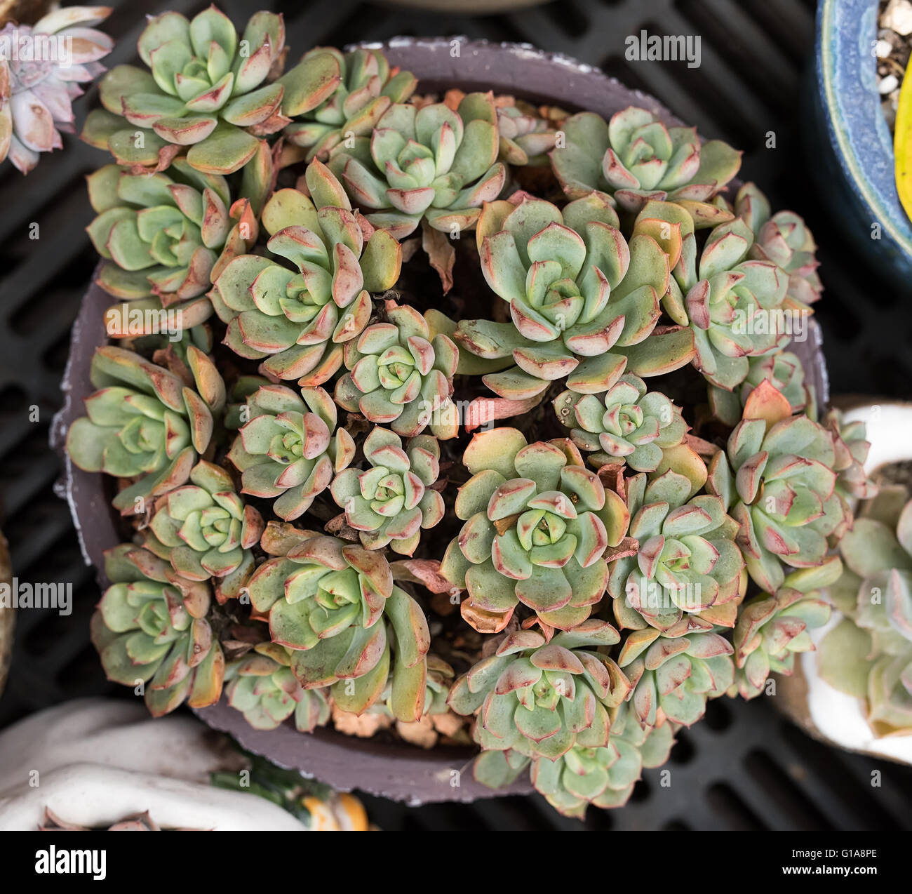 Miniature succulent plants Stock Photo