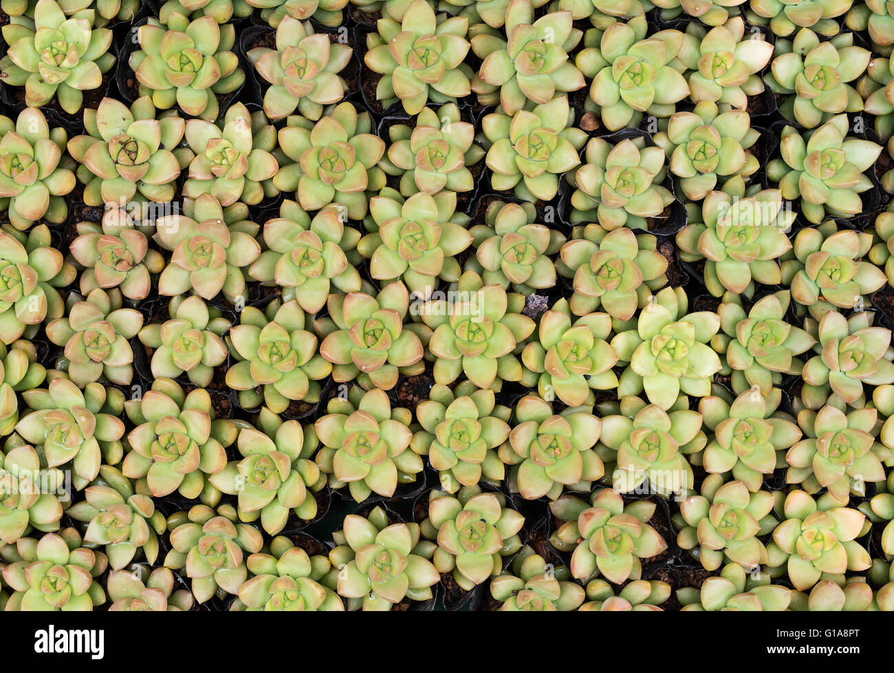 Miniature succulent plants Stock Photo
