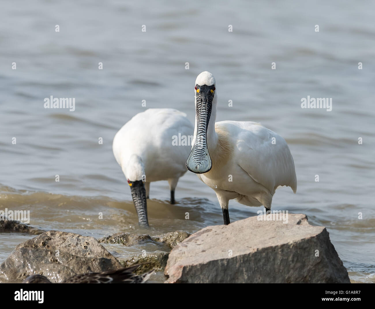 Black faced spoonbill hong kong hi-res stock photography and images - Alamy