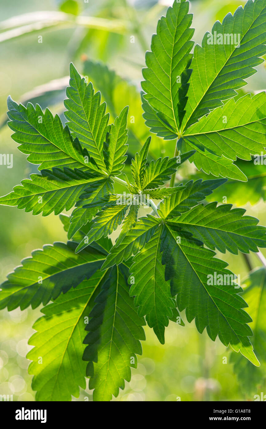 Cannabis sativa plant in sunlight Stock Photo