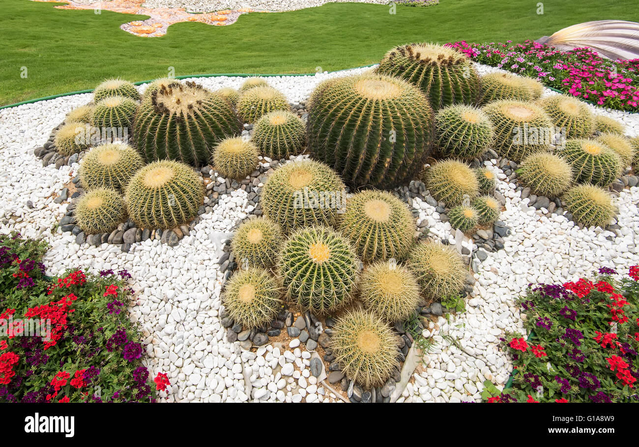 Cactus and succulents hi-res stock photography and images - Alamy