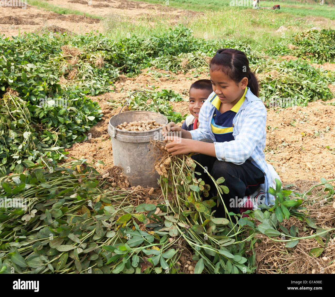 Harvesting Peanuts High Resolution Stock Photography and Images Alamy
