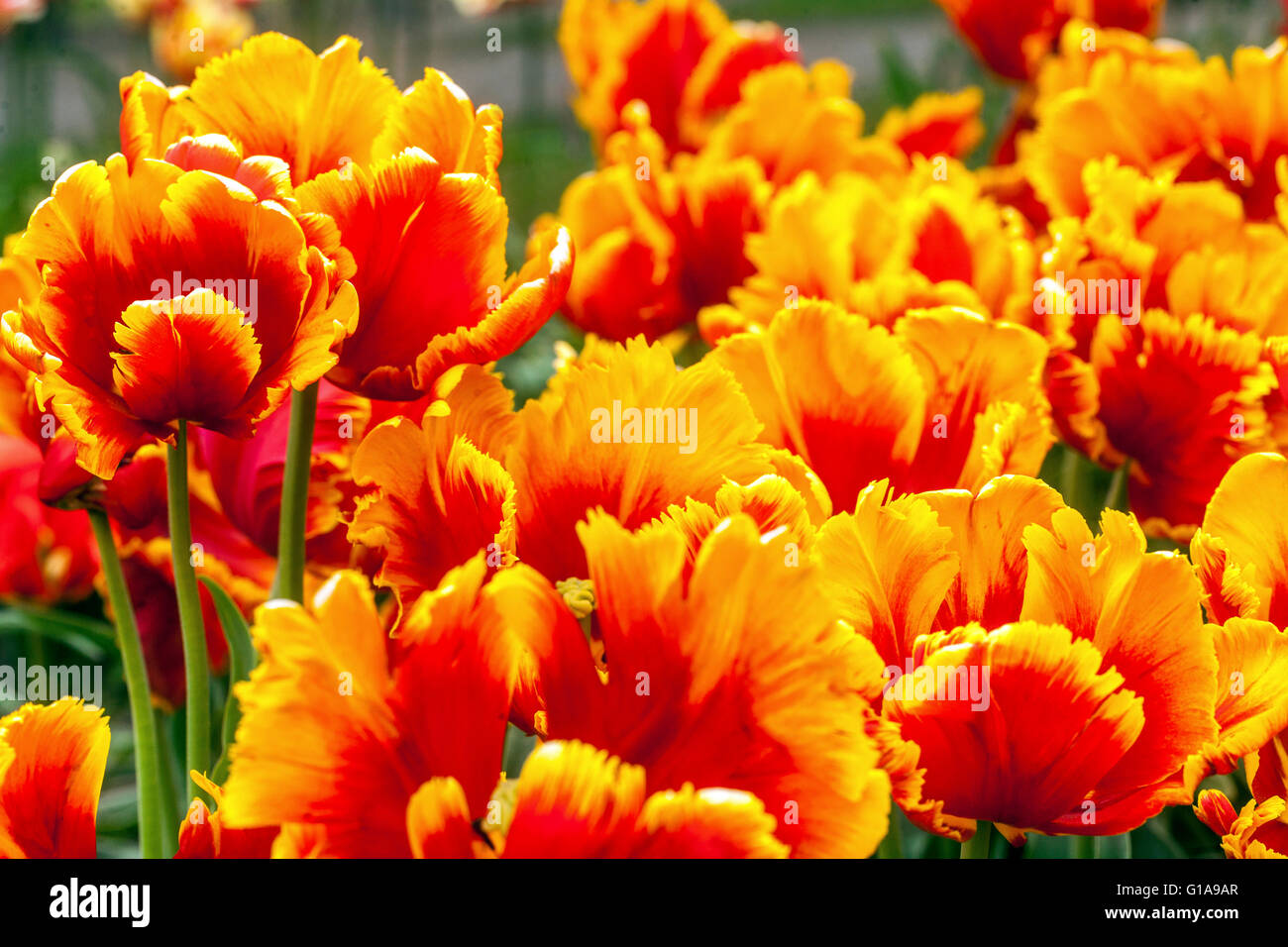 Orange flowers garden Tulips garden, Tulipa 'Bright Parrot' Stock Photo