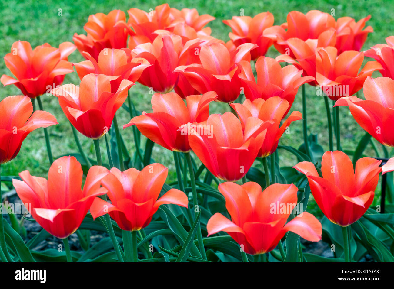Flowering Tulips Garden, Red Tulipa 'Temple of Beauty', Red Tulips garden Stock Photo