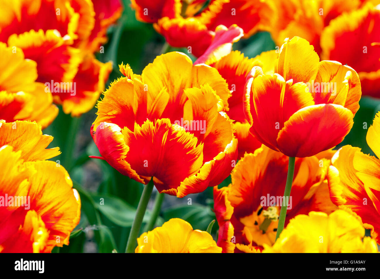 Flowering Tulips garden, Tulipa 'Bright Parrot' Tulip parrot Stock Photo