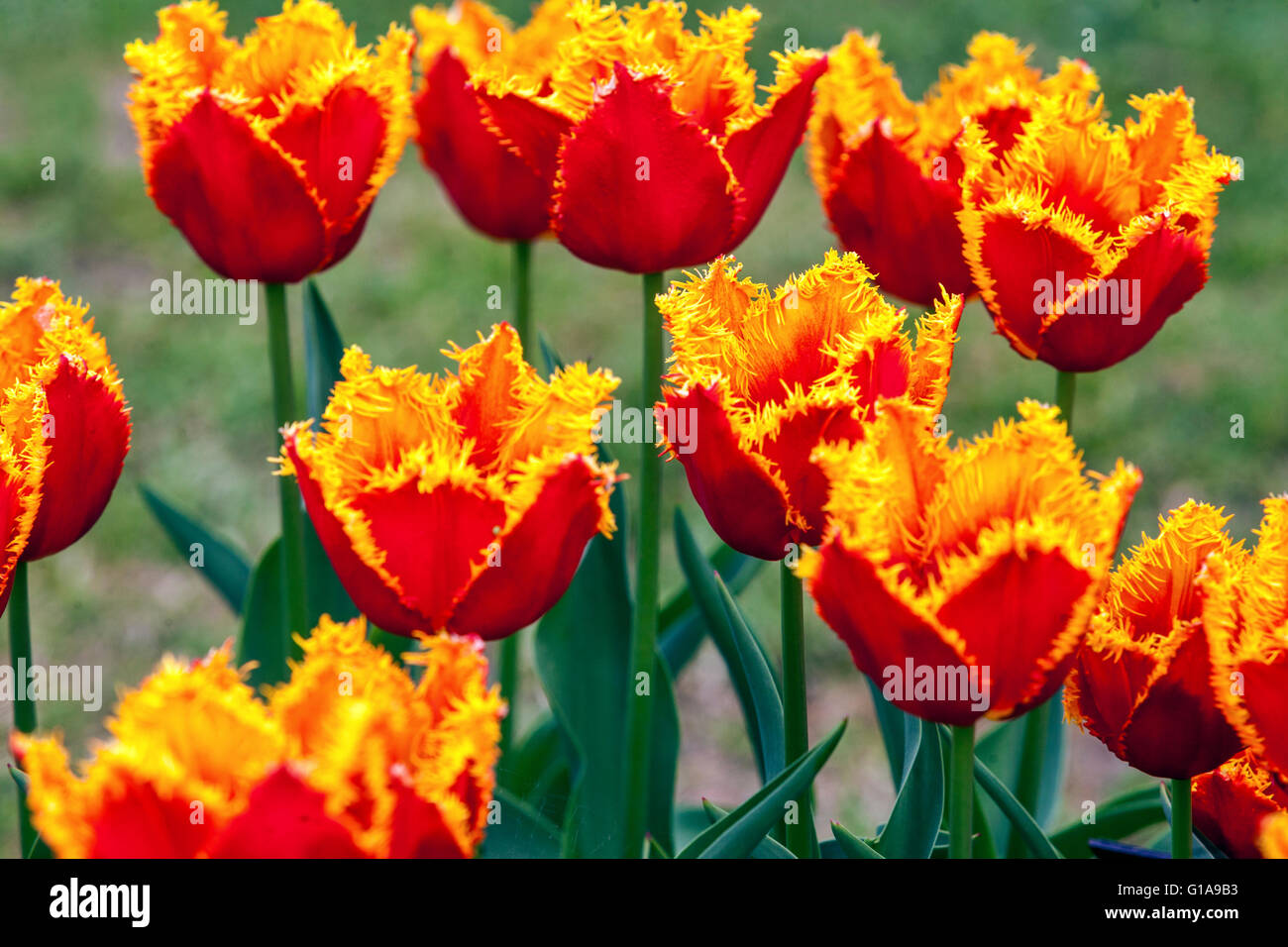 Tulipa 'Palmares' Red Yellow Tulip Fringed Tulips Stock Photo Alamy