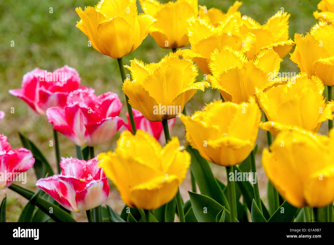 Hamilton Tulip High Resolution Stock Photography and Images Alamy