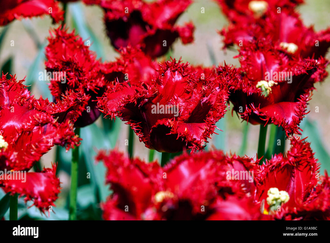 Fringed Tulips Tulipa 'Valery Gergiev', Red tulips garden Stock Photo Alamy
