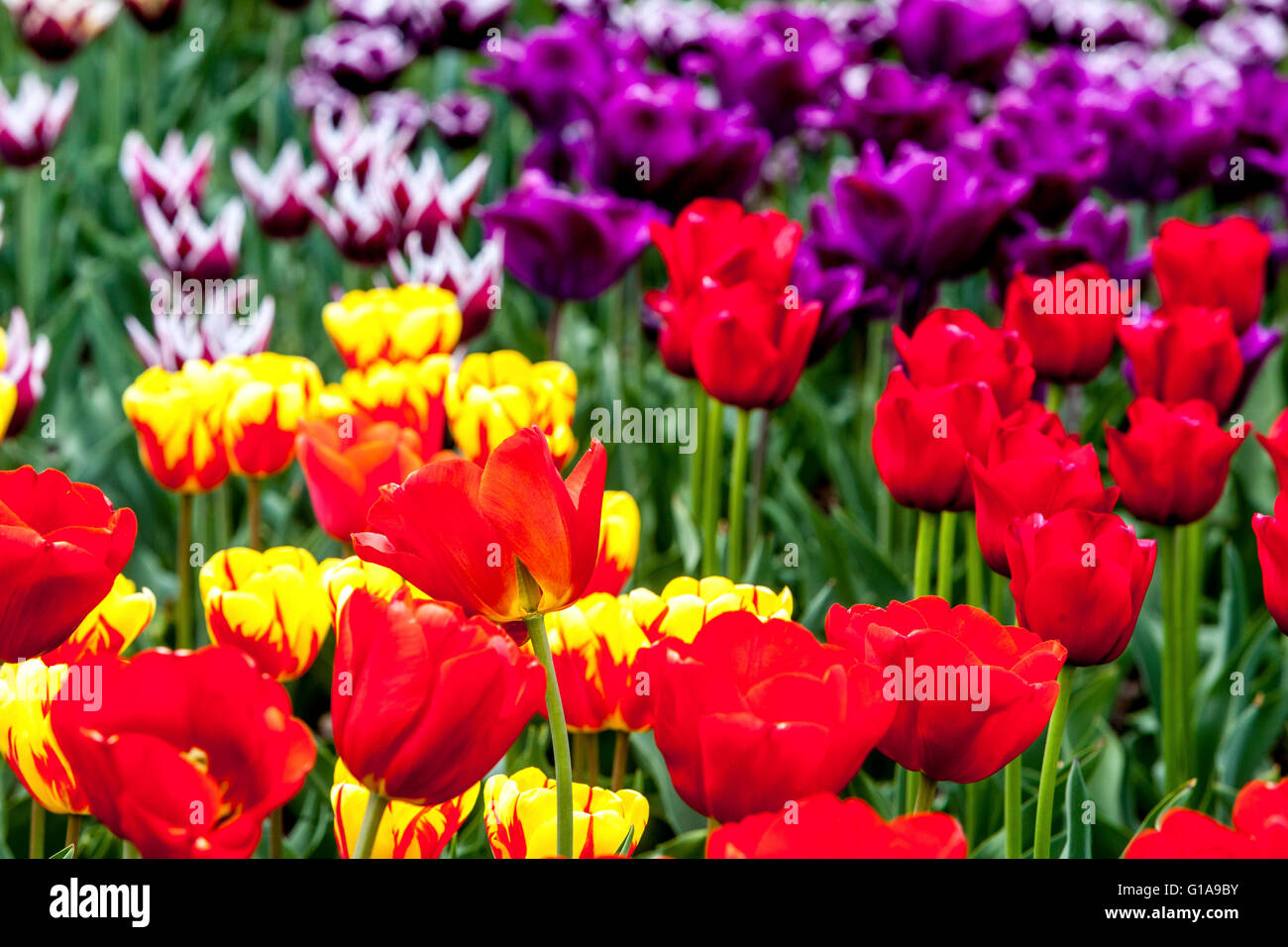 Flowering Tulips garden, Tulipa Stock Photo