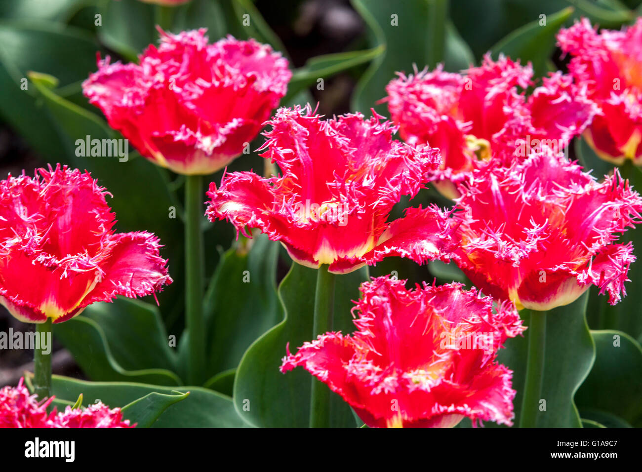 Flowering Tulips Garden, Fringed Tulip Tulipa 'Joint Division', Red Tulips garden Stock Photo