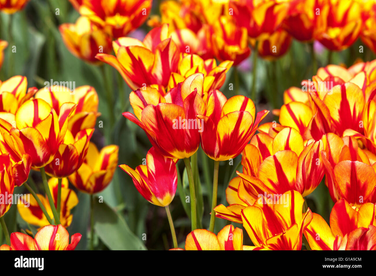 Flowering Tulips garden, Tulipa 'Colour Spectacle' Stock Photo