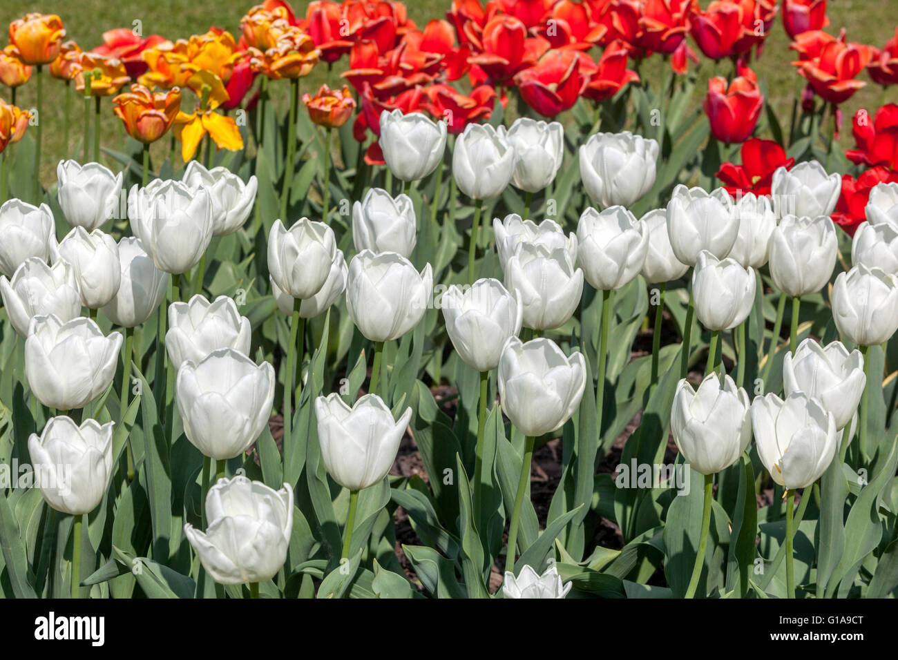 White Tulips Garden Mixed Flowering Tulips Garden White Tulipa 'Hakuun' White flowers Tulips Flower bed Mix May Flowers Blooming Colourful Flowerbed Stock Photo