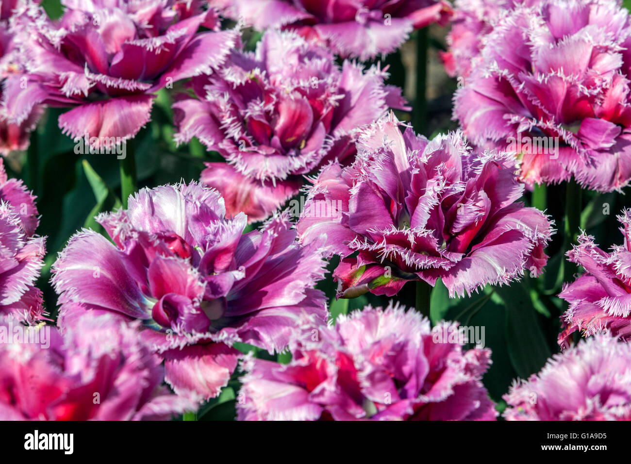 Fringed Tulips garden, Tulipa 'Matchpoint' Stock Photo