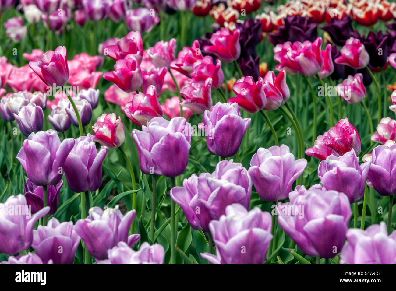 Flowering Tulips garden, Tulipa Stock Photo