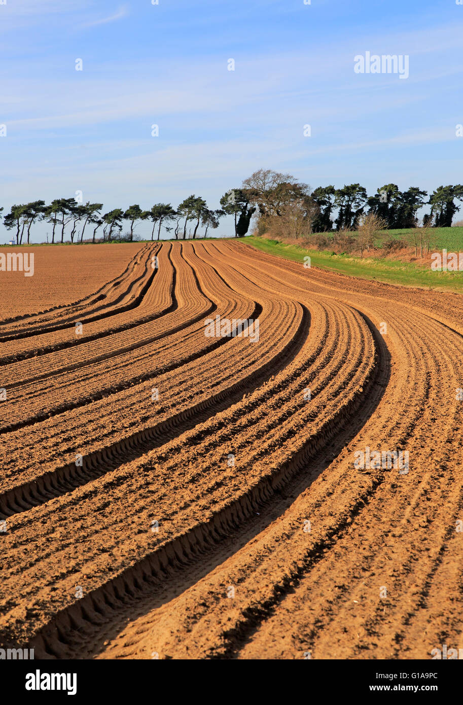 Lines in field brown soil ready for cultivation, Shottisham, Suffolk, England, UK Stock Photo