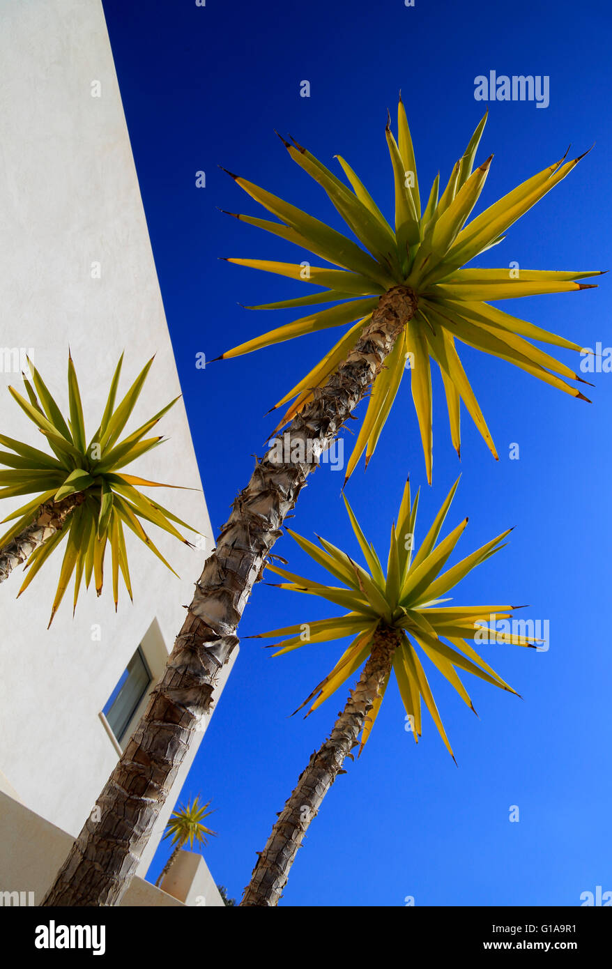 Yucca aloifolia, Spanish bayonet, garden plant against blue sky Cabo de Gata natural park, Almeria, Spain Stock Photo