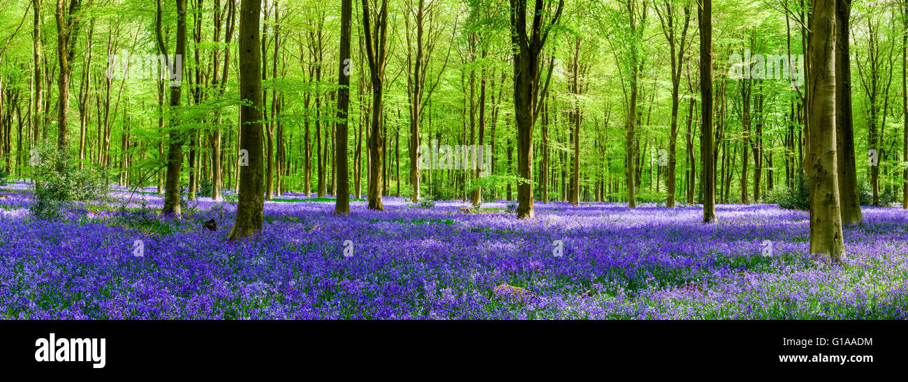 A carpet of bluebells in the beech woodland of West Woods in spring near Marlborough, Wiltshire, England. Stock Photo