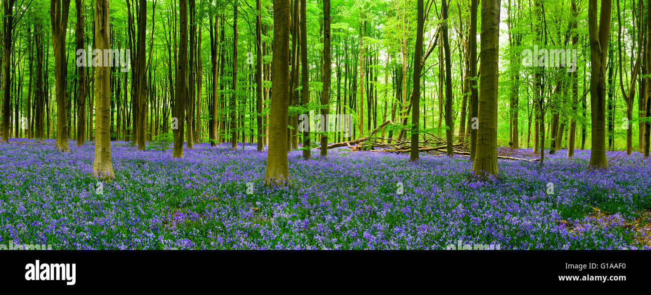 A carpet of bluebells in the beech woodland of West Woods in spring near Marlborough, Wiltshire, England. Stock Photo