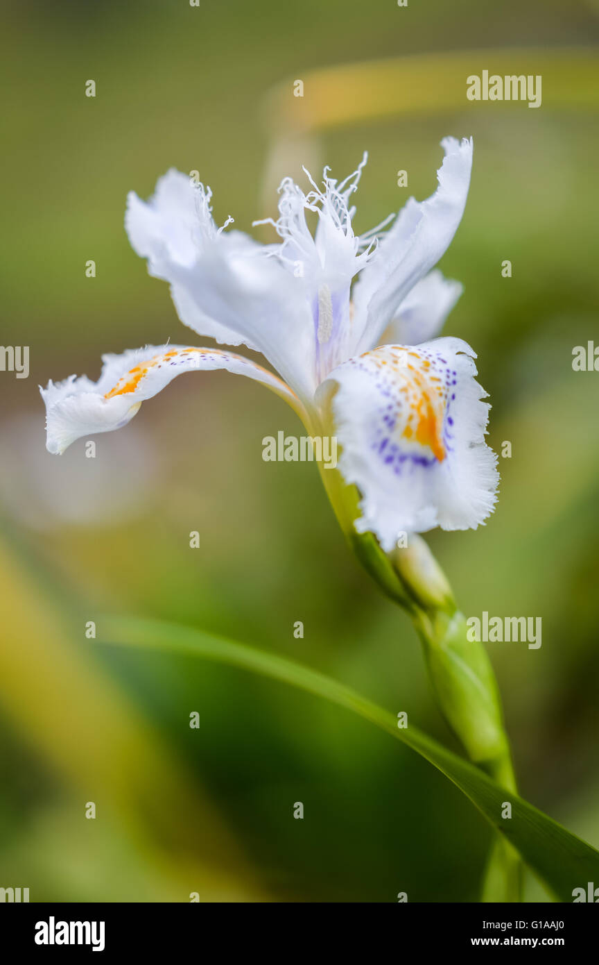Beautiful iris japonica flower profile Stock Photo