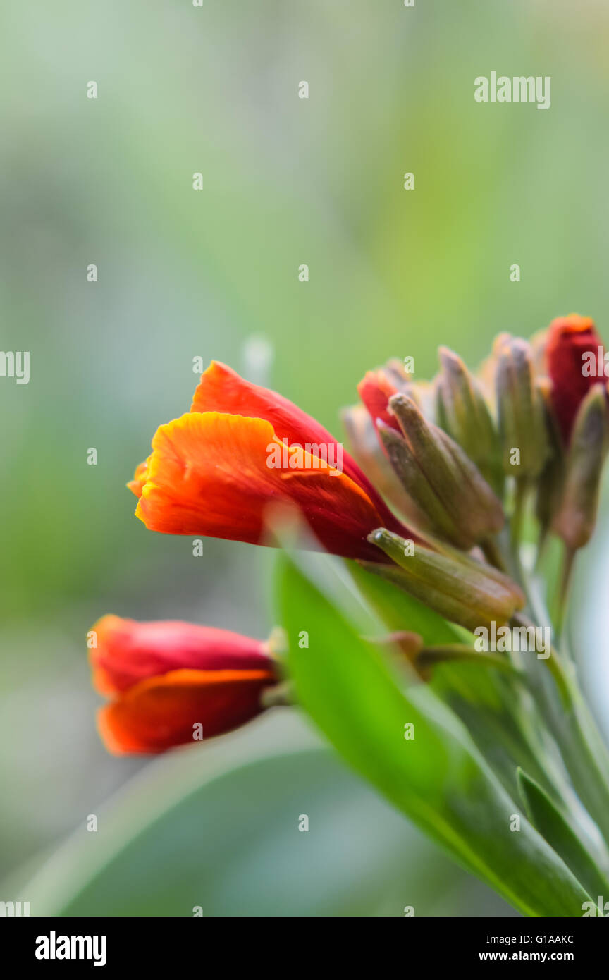 Orange wallflower profile Stock Photo Alamy