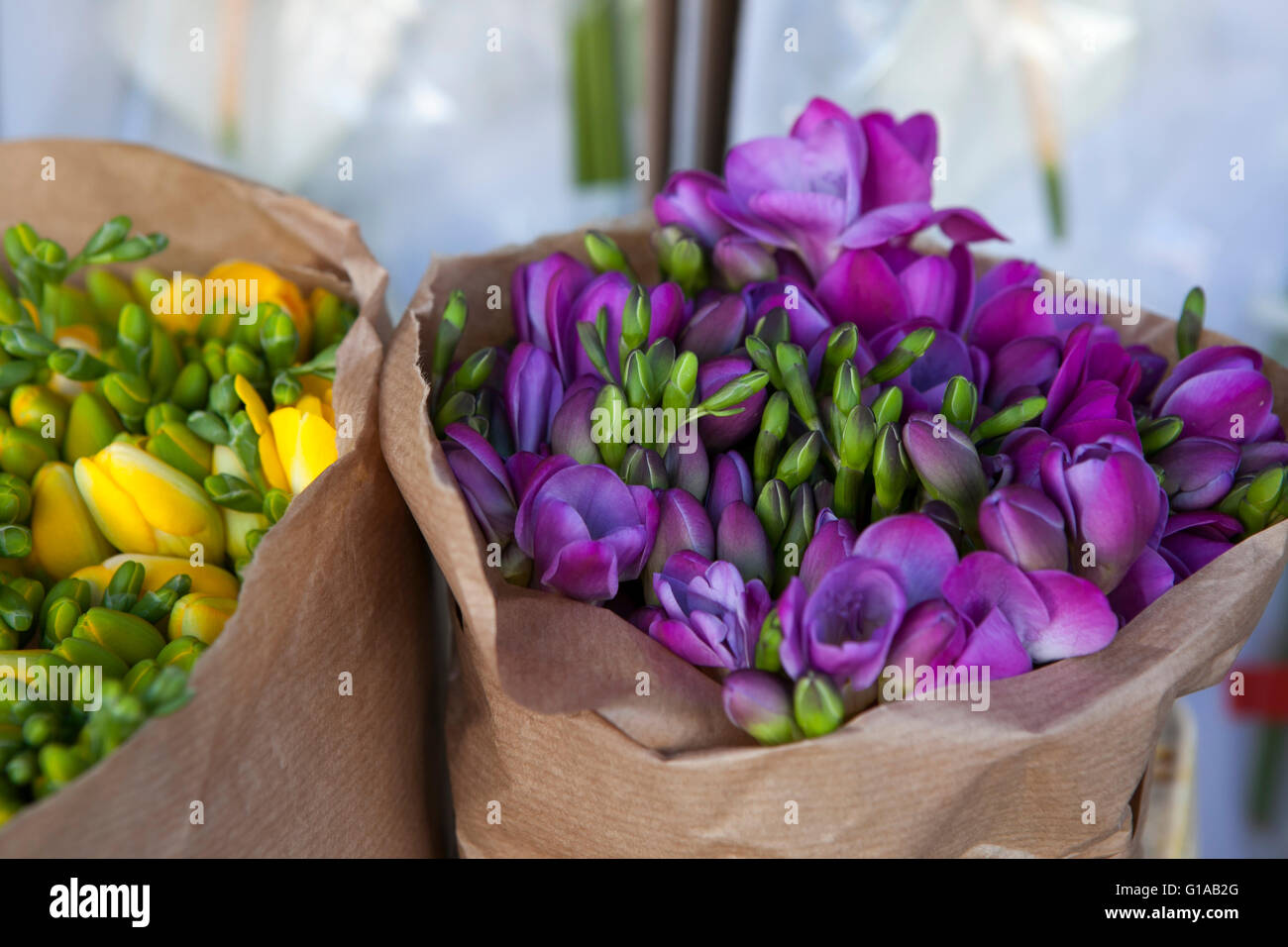 Beautiful freesia flowers bouquet Stock Photo Alamy