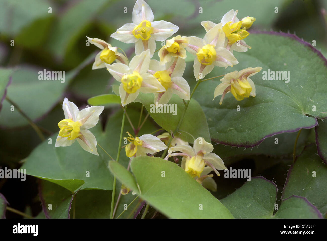 Epimedium versicolor 'Sulphureum', Barrenwort Stock Photo