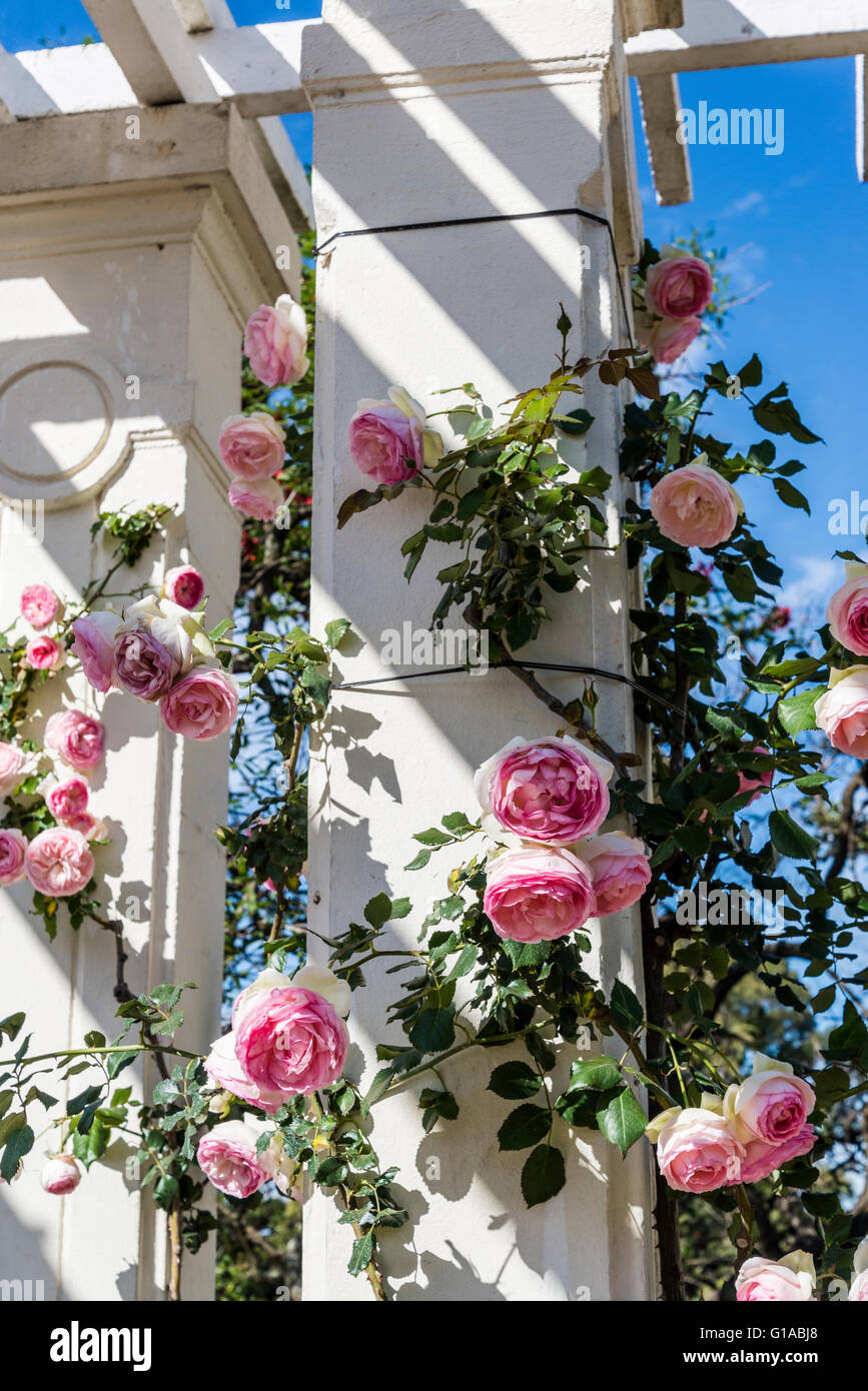 Pierre Ronsard climbing roses, Bower, Rose Garden, Rosedal, Parque Tres de Febrero, Buenos Aires, Argentina Stock Photo