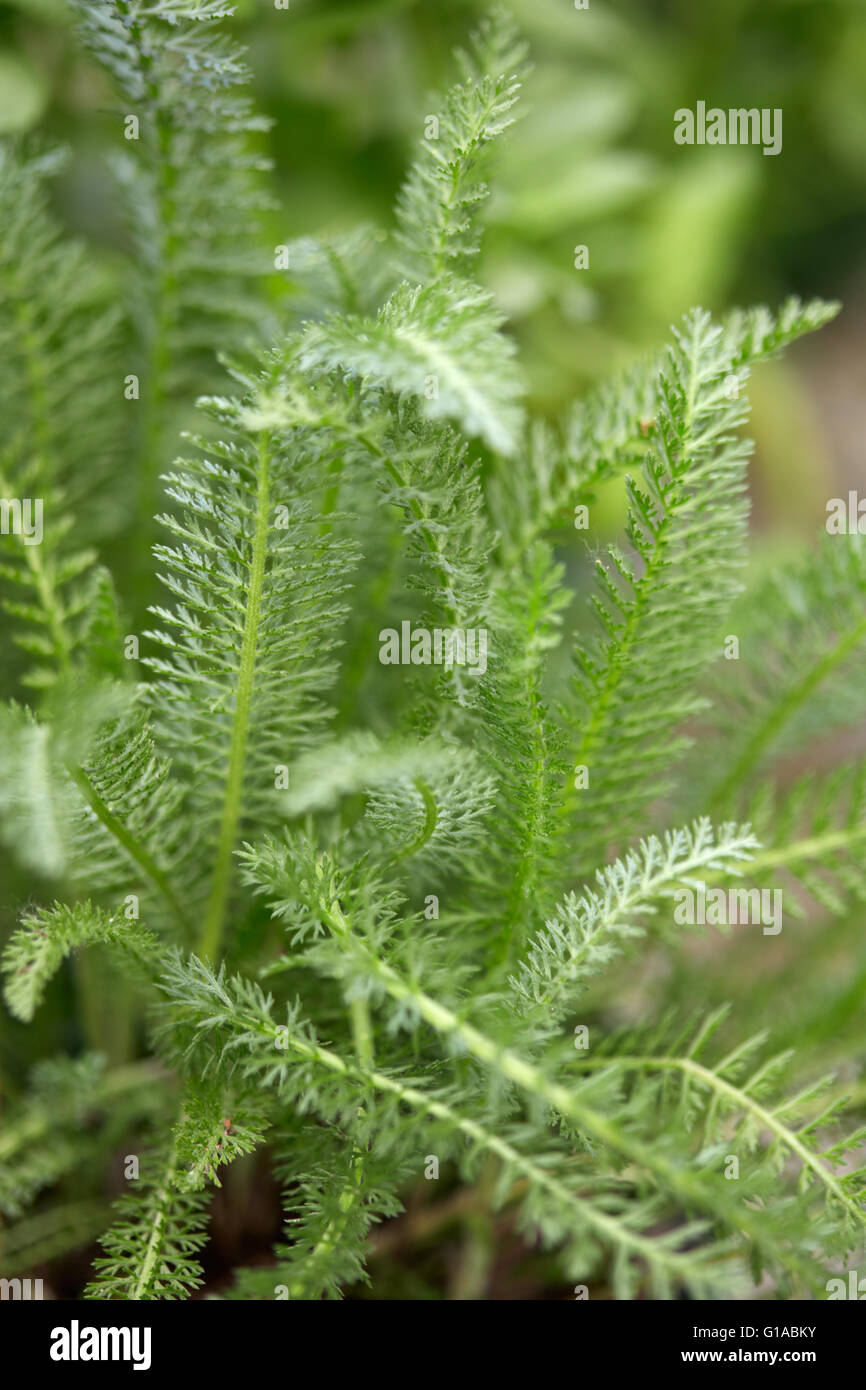 Yarrow leaves hi-res stock photography and images - Alamy