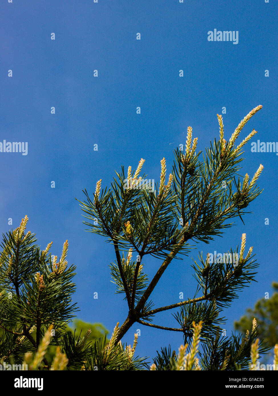 Scotch Pine Tree With New Young Pine Cones Developing Against a Clear Blue Spring Sky Stock Photo