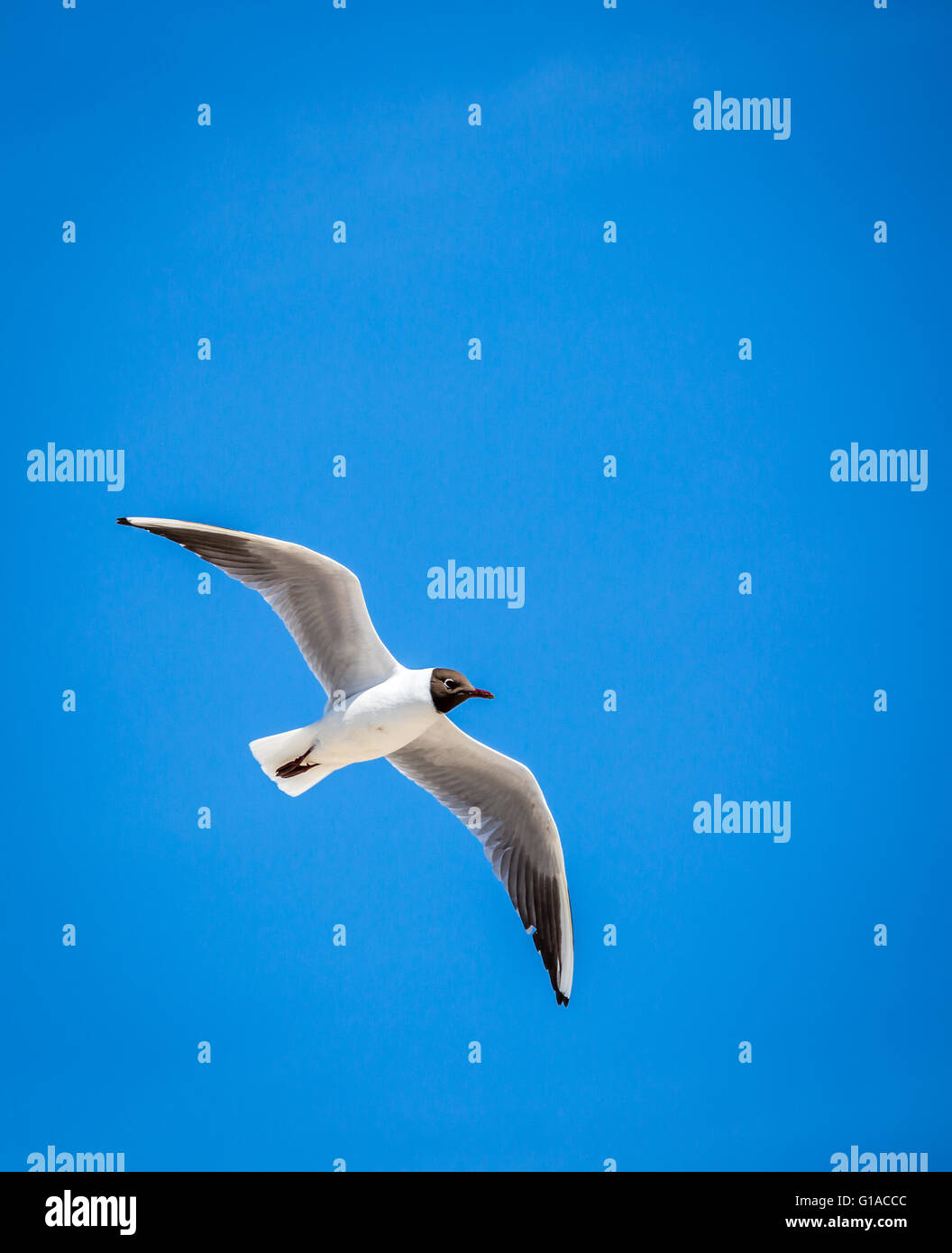 Soaring bird hi-res stock photography and images - Alamy