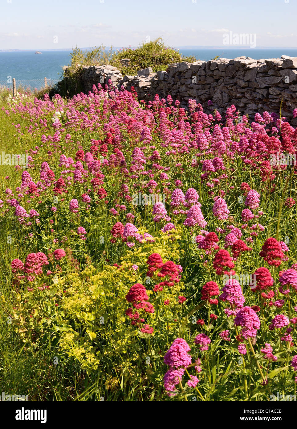 Cluster of pink wildflowers hi-res stock photography and images - Alamy