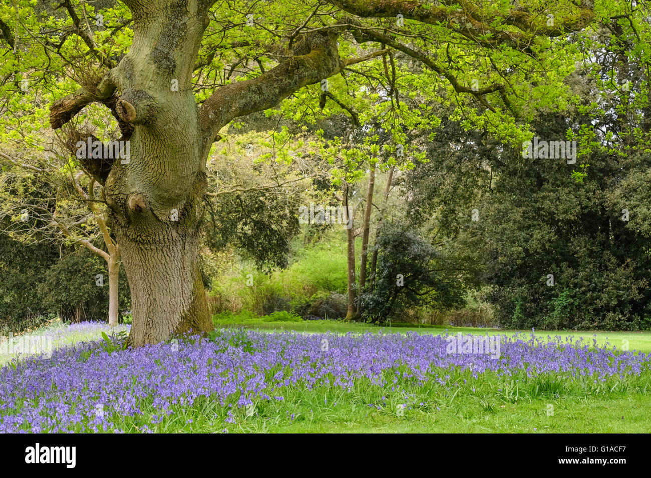 Bluebells in the shade of a tree Stock Photo