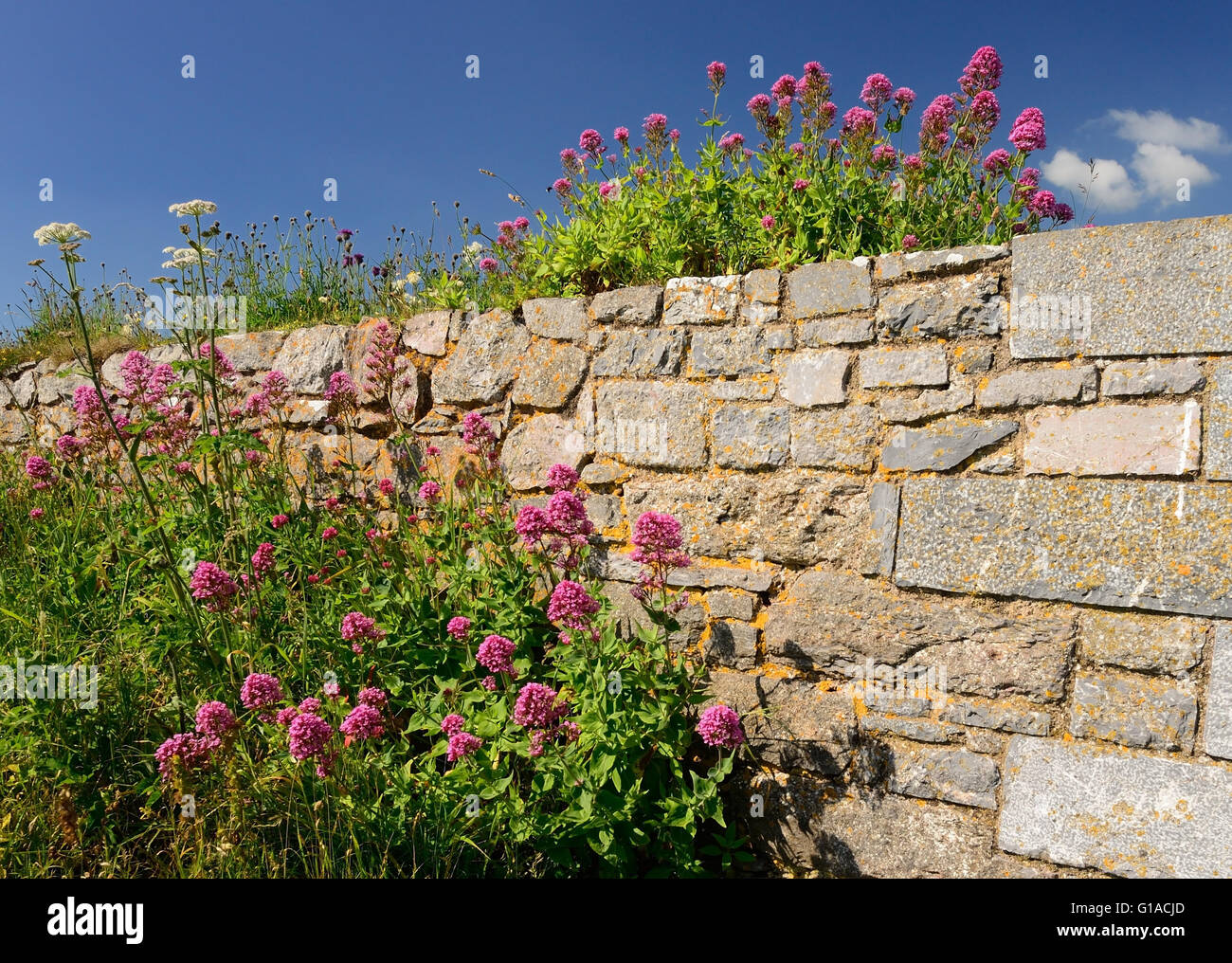 Red Valerian growing on the battlements of the Napoleonic fort at Berry Head. Stock Photo