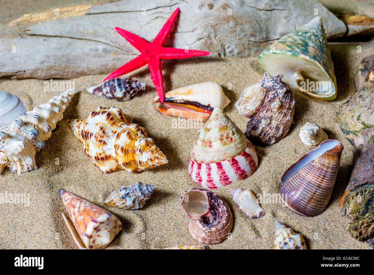 Seashells on the beach Stock Photo Alamy