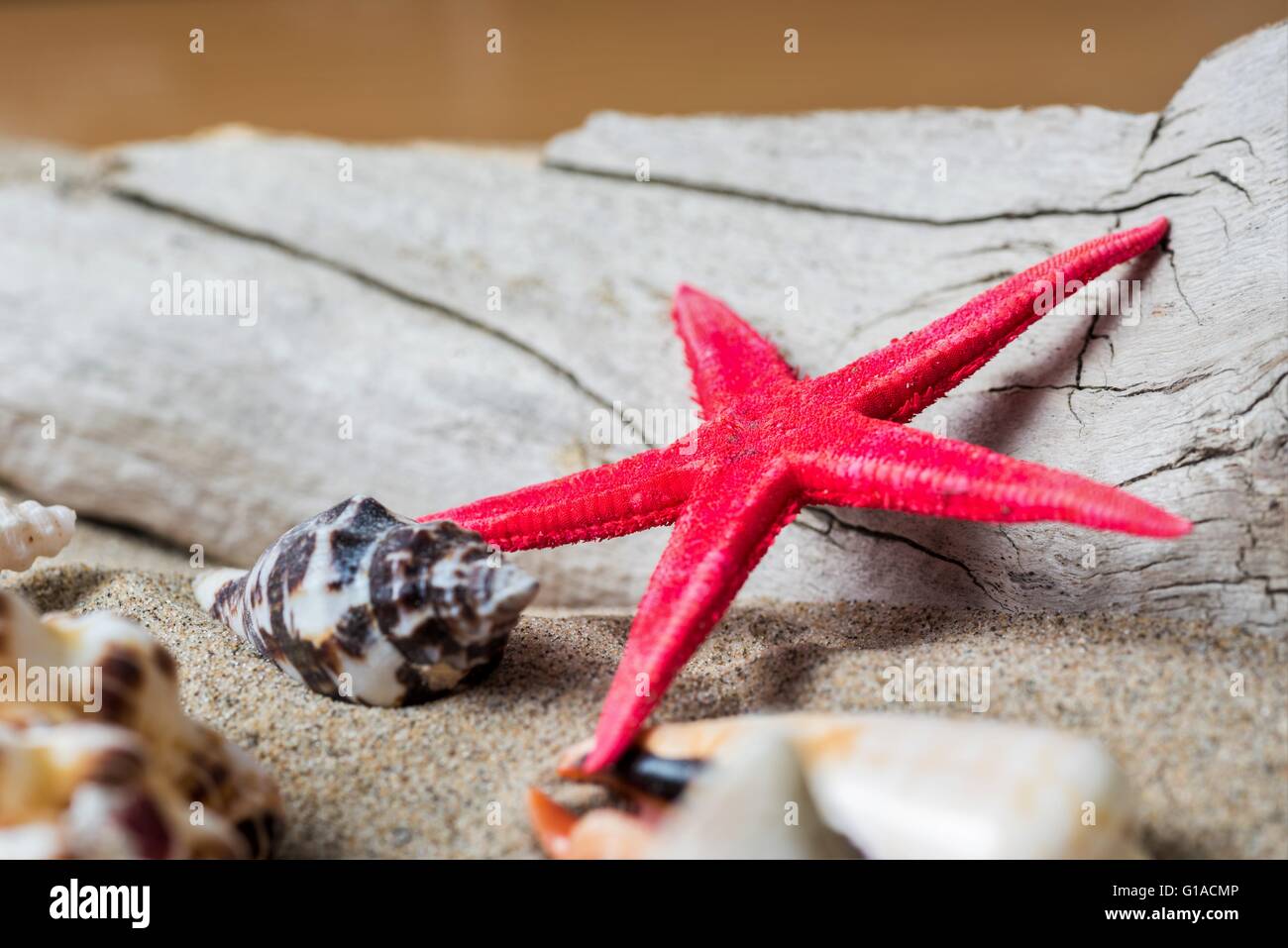 Seashells on the beach Stock Photo Alamy