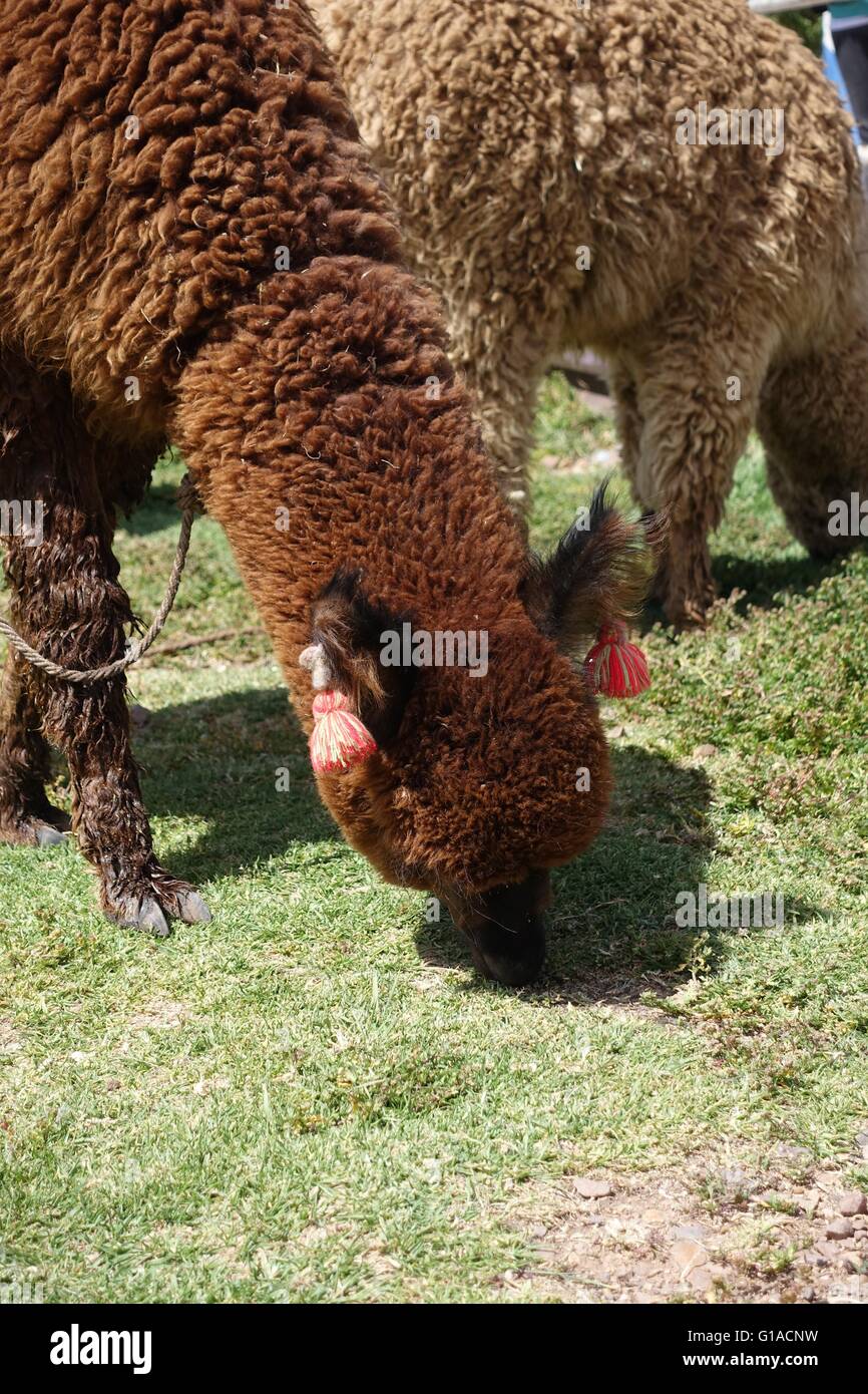 Llama grazing in the Andes, Peru Stock Photo