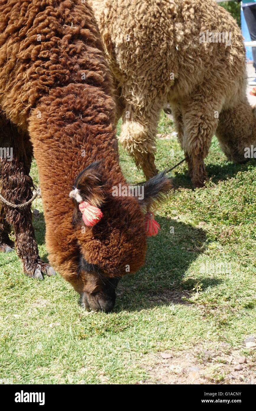 Peru snow llama hi-res stock photography and images - Alamy