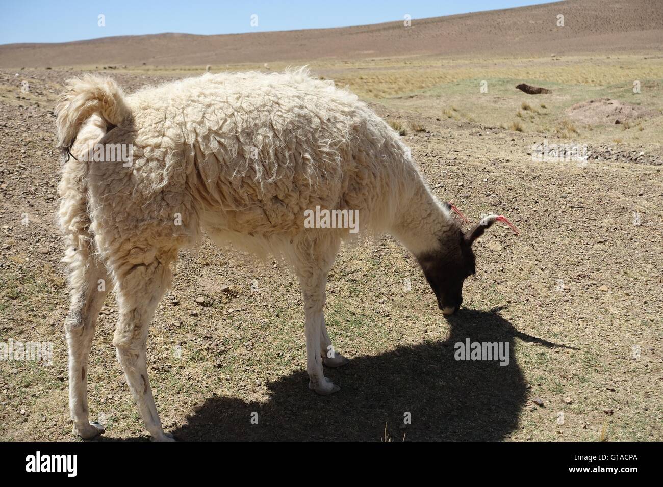 Llama grazing in the Andes, Peru Stock Photo