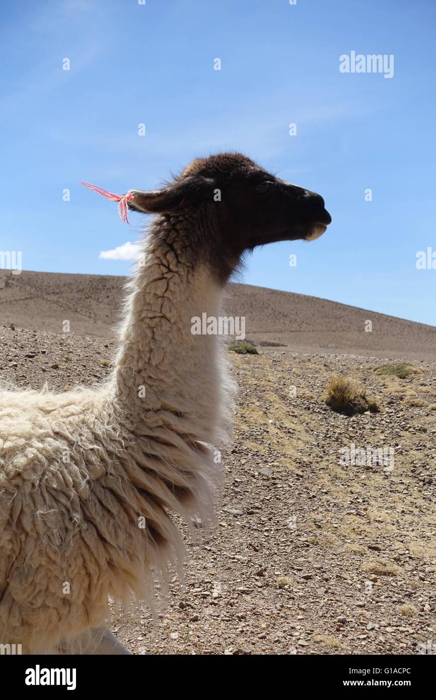 Llama grazing in the Andes, Peru Stock Photo