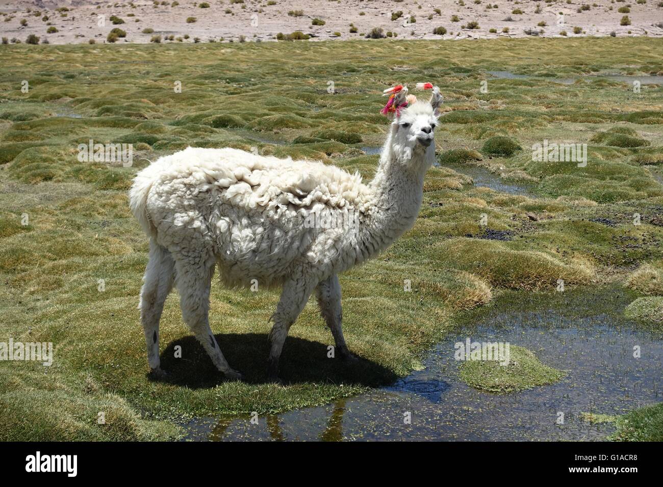 Llamas graze in the high altitude marshlands on the Chile / Bolivia border Stock Photo