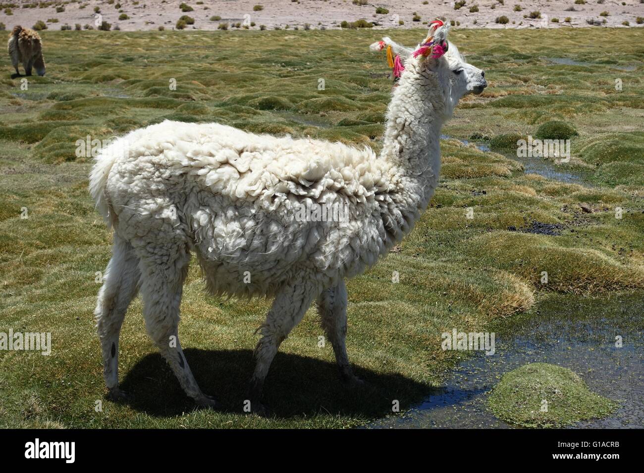 Llamas graze in the high altitude marshlands on the Chile / Bolivia border Stock Photo