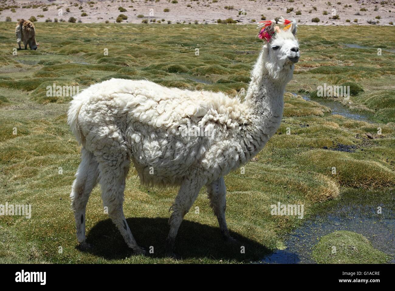 Llamas graze in the high altitude marshlands on the Chile / Bolivia border Stock Photo
