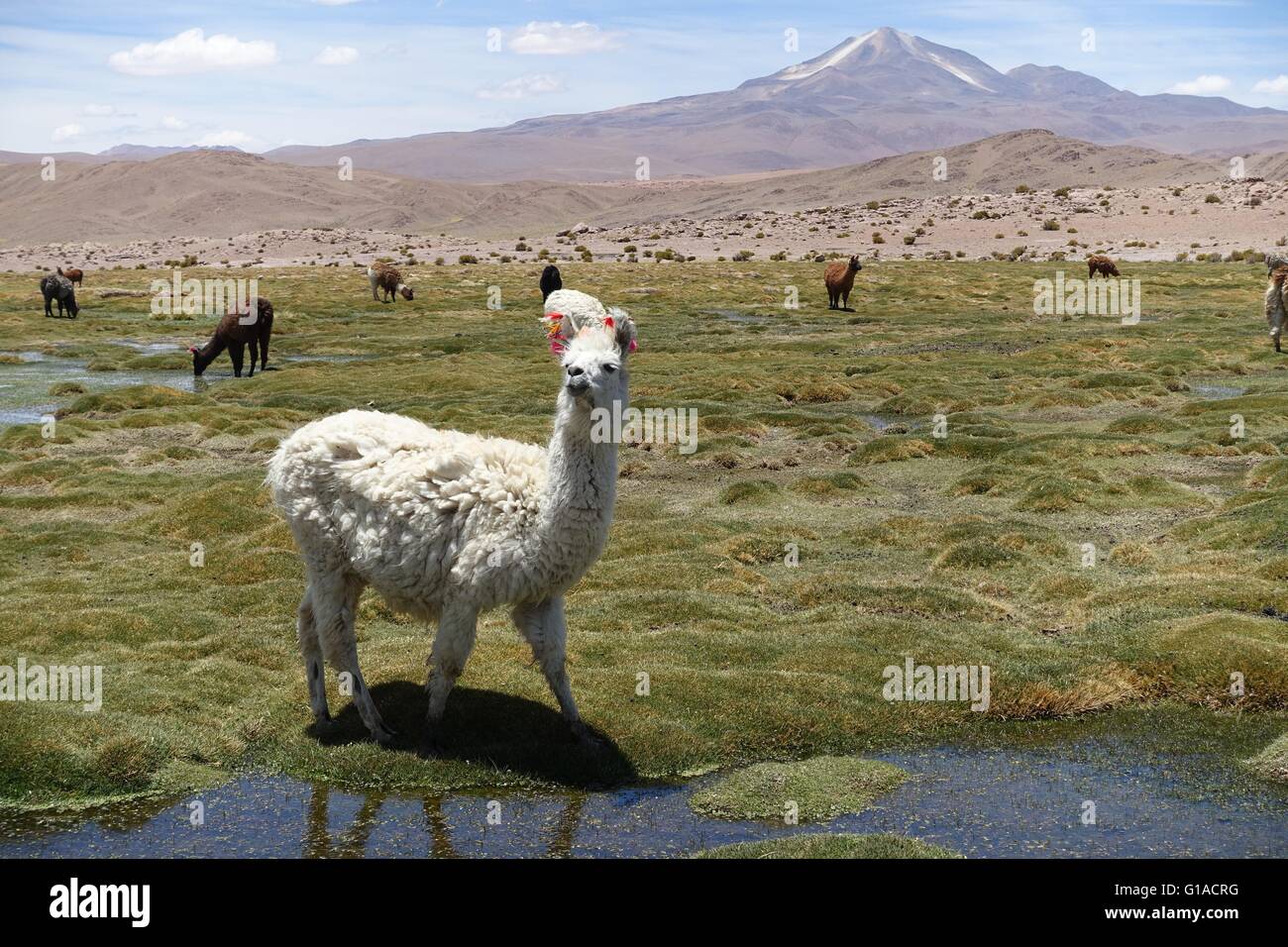 Llamas graze in the high altitude marshlands on the Chile / Bolivia border Stock Photo