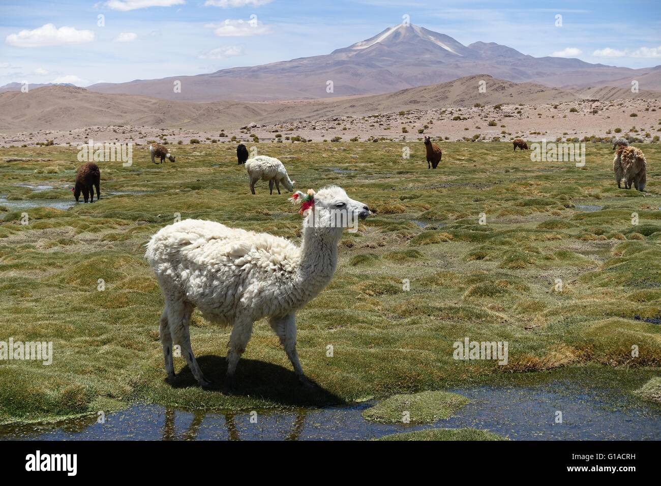 Llamas and Alpaca's grazing in the high altitude grasslands of the Andes. Stock Photo